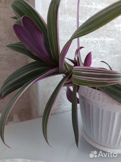 Традесканция рео