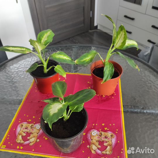 Цветы Диффенбахия