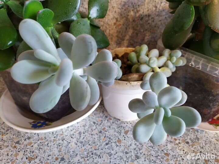 Суккуленты