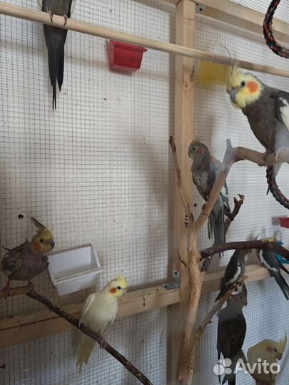 Попугай коралла