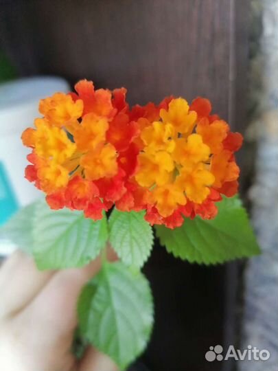 Лантана с бутонами