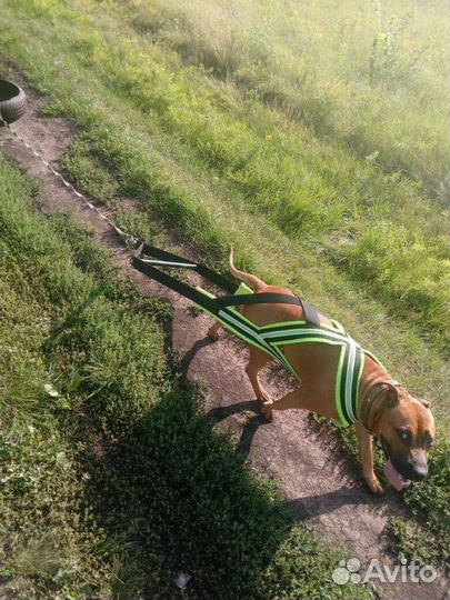 Шлея грузовая для собак