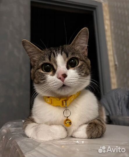 Ошейник для маленькой собаки