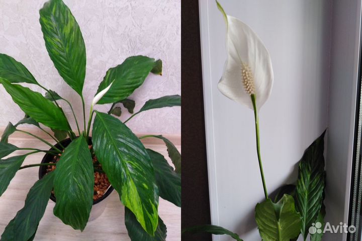 Спатифиллум Caiti, Moon Shadow, Домино