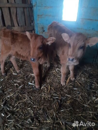 Телята бычки