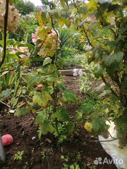 Саженцы черной смородины