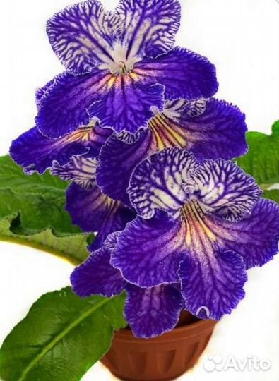 Стрептокарпусы