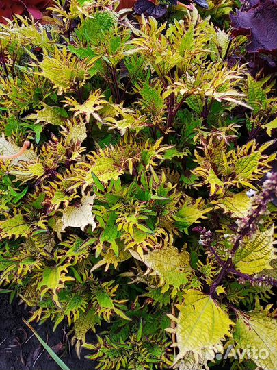 Колеусы сортовые