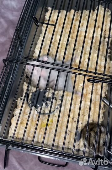 Джунгарский хомяк бесплатно