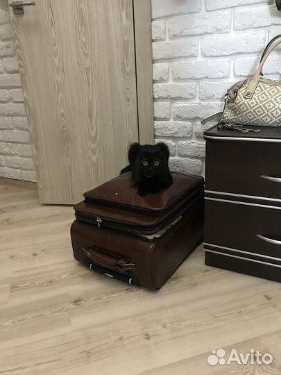 Шотландская вислоухая кошка