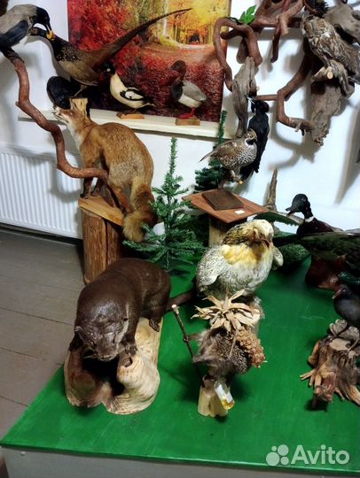 Чучела животных