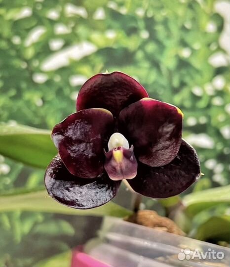 Орхидея Phal. Mituo Diamond Sinderella 
