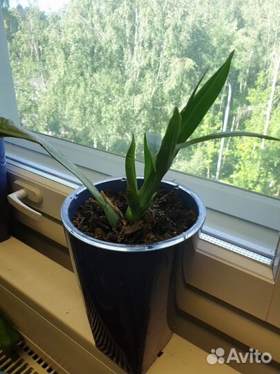 Молодая мильтония в горшке со вставкой