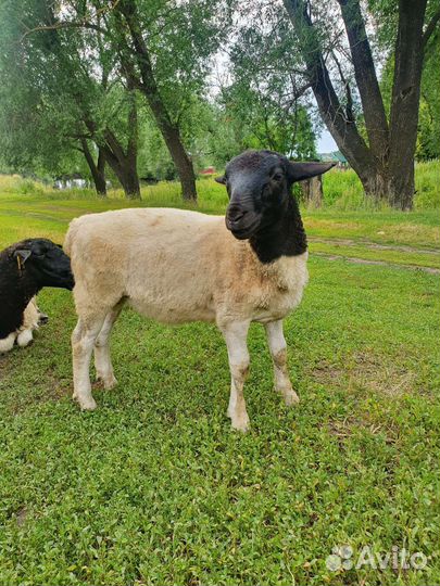 Бараны дорпер