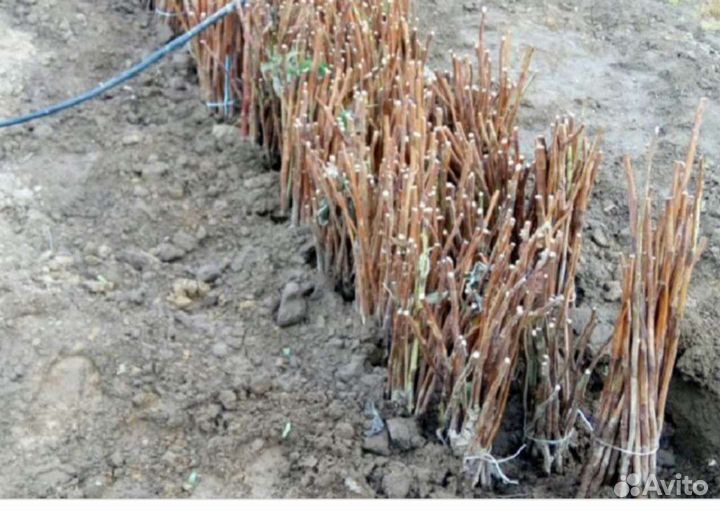 Саженцы малины