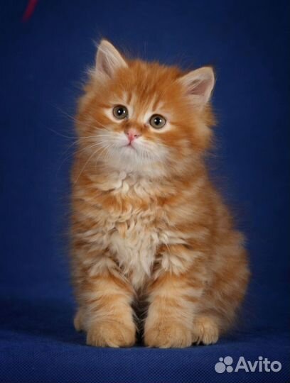 Сибирский котенок рыжий от чемпионов мира