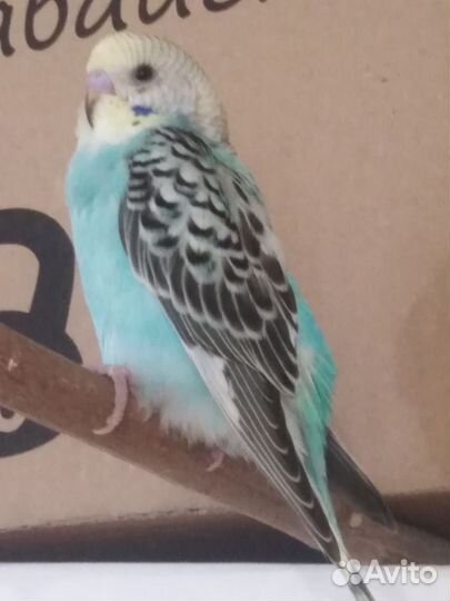 Попугай 1.5 мес