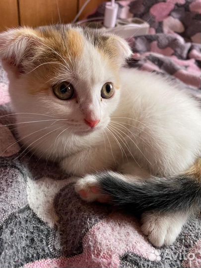 Вислоухие котята в добрые руки
