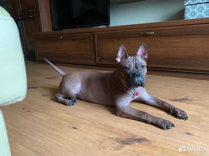 Бульдог.Девочка.Китайский.Р.К.Ф.Шоу.Щенок.Чунцин