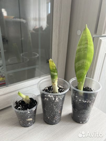 Сансевиерия Ларензи