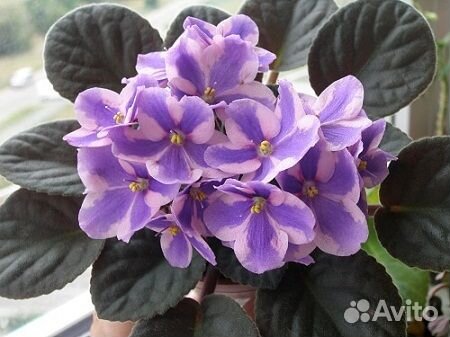 Фиалка химера