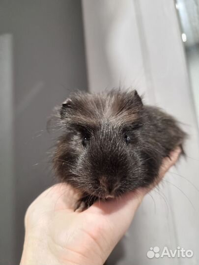 Морская свинка