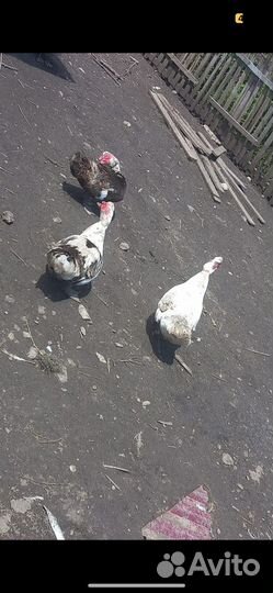 Индоутки, гуси