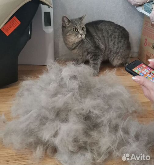 Стрижка и вычёсывание кошек. Груминг кошек