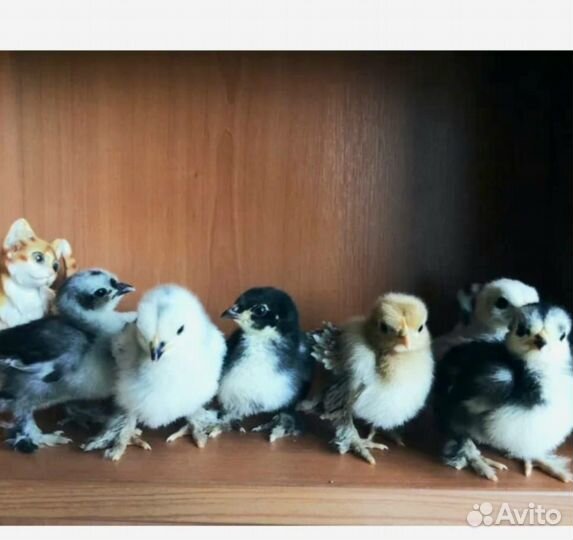 Цыпленок кохинхин