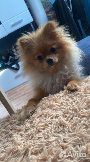 Померанский шпиц мини девочка