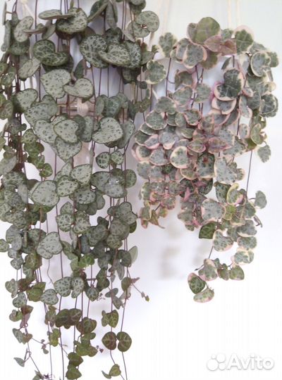 Церопегия Вуда вариегатная, обычная. Суккуленты