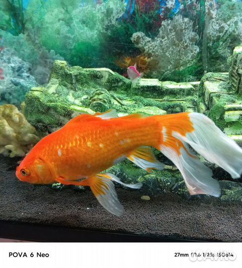 Золотая рыбка Комета