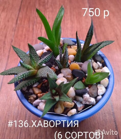 Суккуленты
