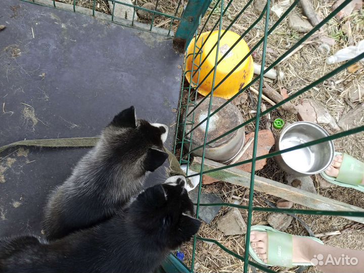 Сибирский хаски