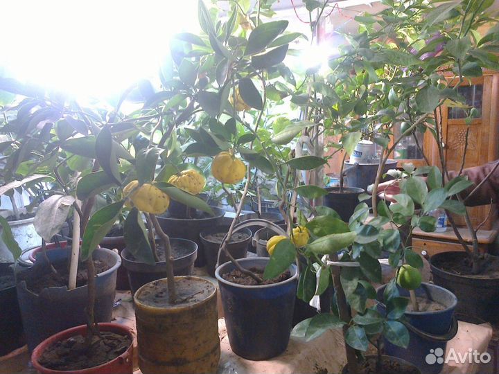 Цитрусовые комнатные растения