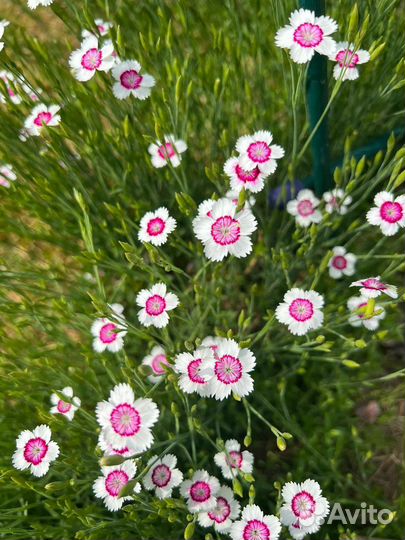 Барвинок, гвоздика, крапивка, Птицемлечник