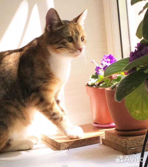 Кошечка Анфиса