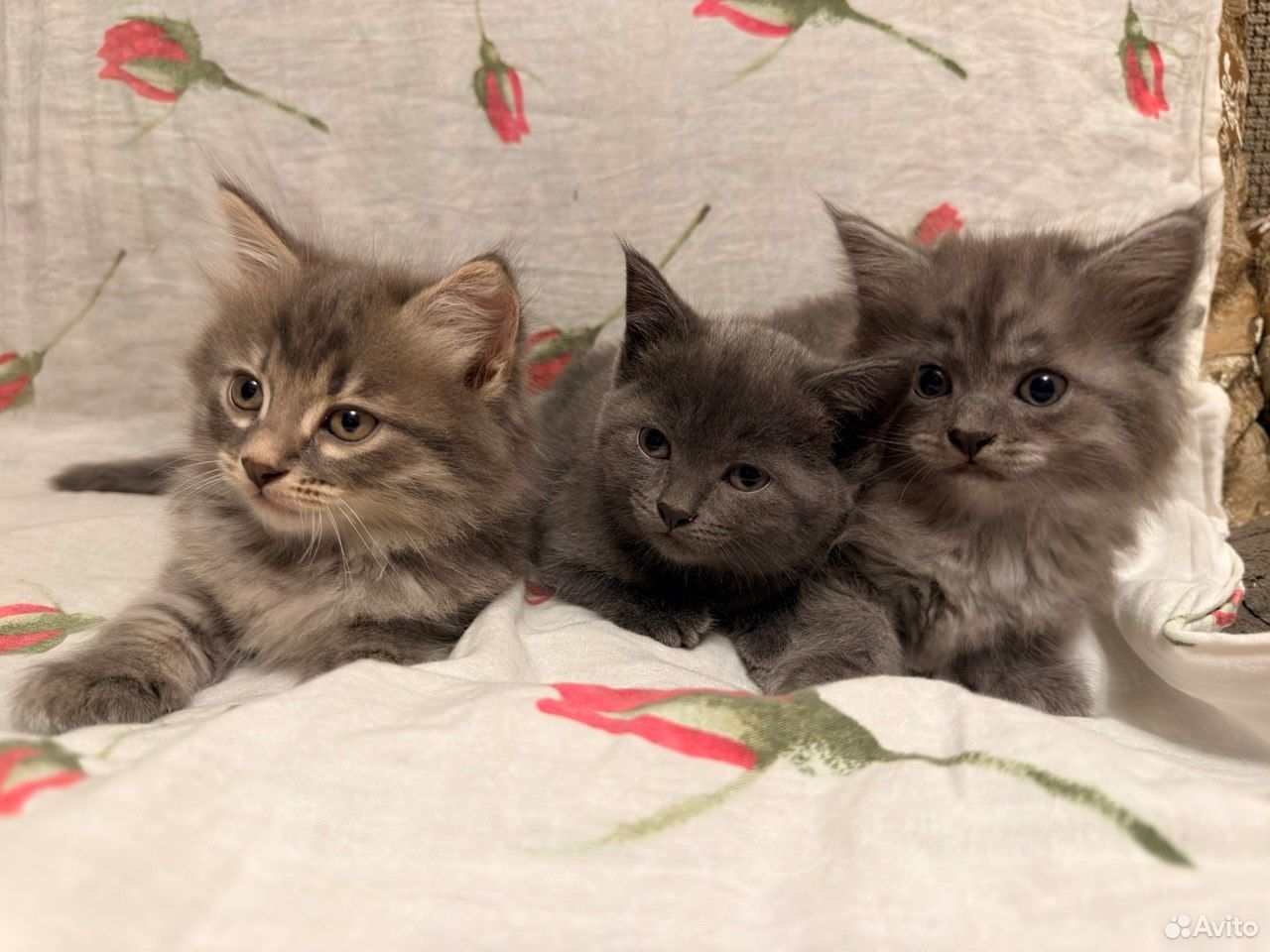 Котёнок в добрые руки, Липецк