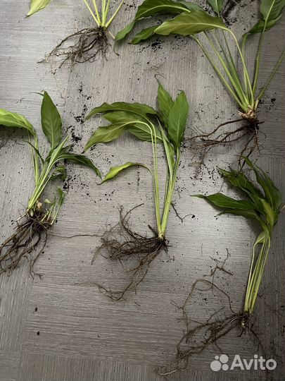 Спатифиллум (женское счастье) цветок