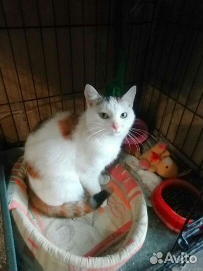 Кошечка Эля