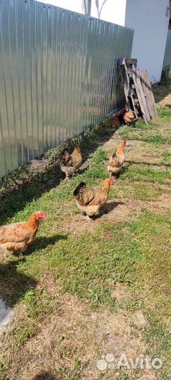 Куры несушки