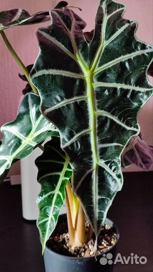 Алоказии разные сорта, детки, клубни