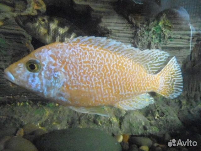 Малавийские цихлиды