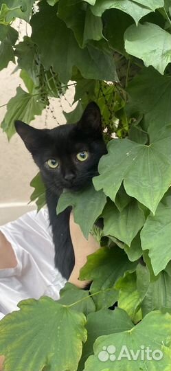 Кошечка в самые добрые ручки