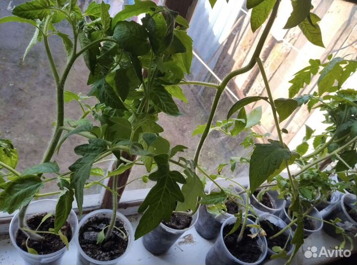 Рассада помидоров томатов