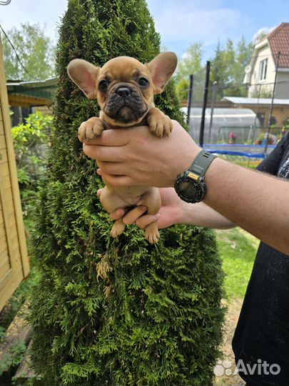 Французский бульдог щенки девочки