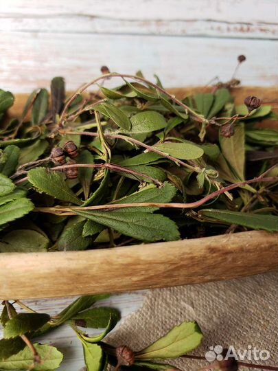 Зимолюбка зонтичная