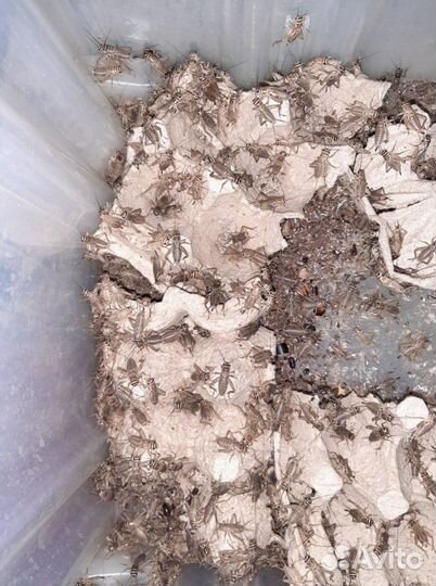 Кормовые насекомые/грызуны