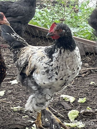 Петушки породы Кохинхин стандарт