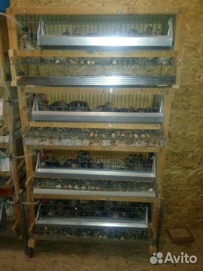 Перепела,яйцо пищевое и инкубационное,мясо птицы